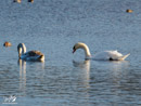 Swans – Łabędzie